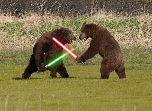 bear lightsaber fight gentlemint
