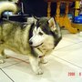Half Corgi, Half Husky