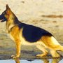 German Shepherd Dog