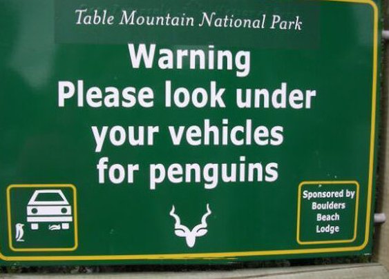 pesky penguins