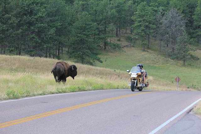 Mooove along puny human | Flickr - Photo Sharing!