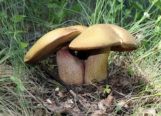 Don't Call Me Marge: Not Quite Wordless Wednesday