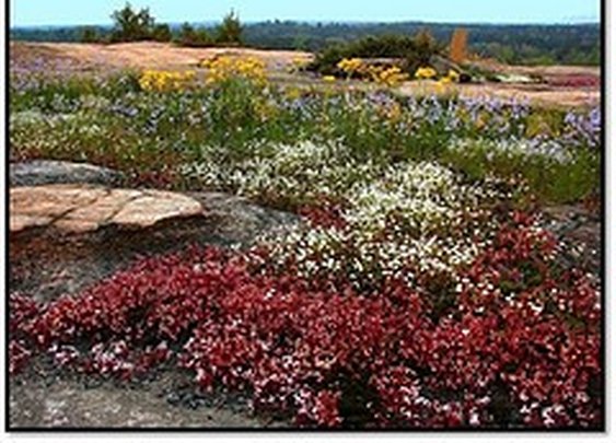 The preserve is comprised of 2,000 acres of granite outcrop, wetlands, pine a