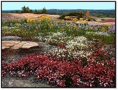 The preserve is comprised of 2,000 acres of granite outcrop, wetlands, pine a