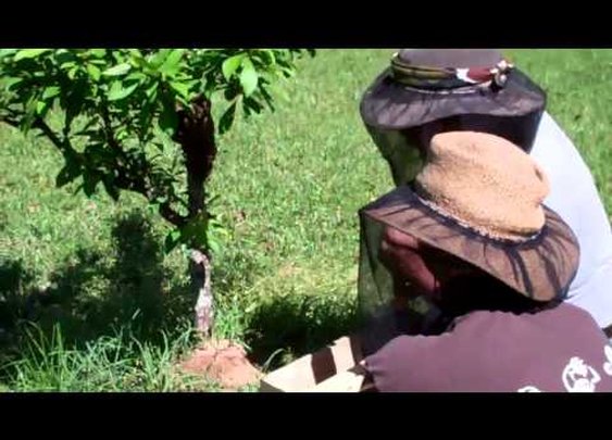 First Swarm 2012      - YouTube