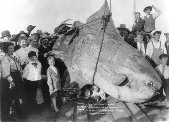 A LITTLE VINTAGE HELLO: ENORMOUS SUNFISH