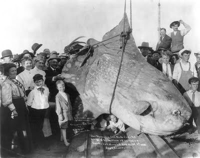 A LITTLE VINTAGE HELLO: ENORMOUS SUNFISH