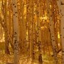 Birch Forest