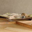 Bamboo Hammock Dog Bed at werd.com