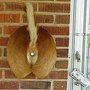Bored With Your Old  Hobby? Create Your Own Deer Butt Art