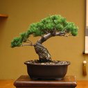 Japanese White Pine