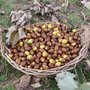 How to Eat Acorns: The Ultimate Survival Food | Outdoor Life Survival