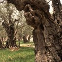 Biblical Trees Survive After 900 Years : Discovery News