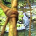 Meghalaya's  Living Bridges - Incredible India - YouTube