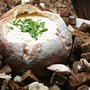 Tasty game day fare: Beer cheese dip in a bread bowl (recipe) | Daily Loaf