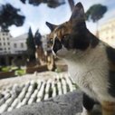 Italian cat brings gifts to his late master’s tomb | The Raw Story
