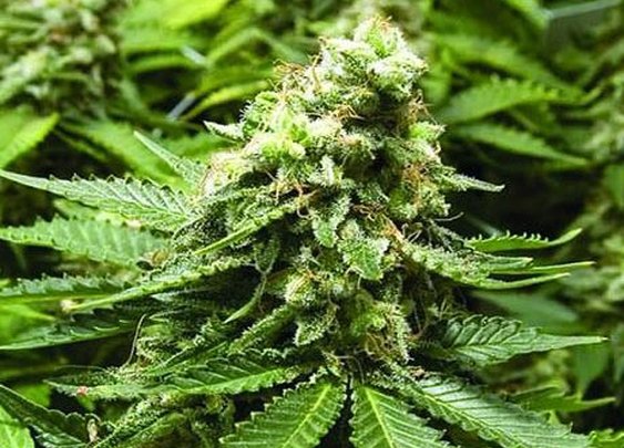 White Widow Feminized Seeds