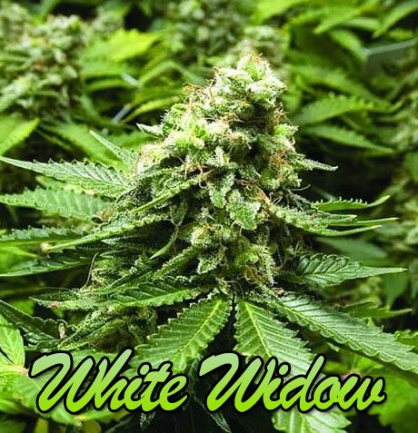 White Widow Feminized Seeds