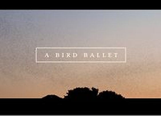 A Bird Ballet
