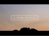 A Bird Ballet