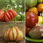 How to Save Heirloom Tomato Seeds