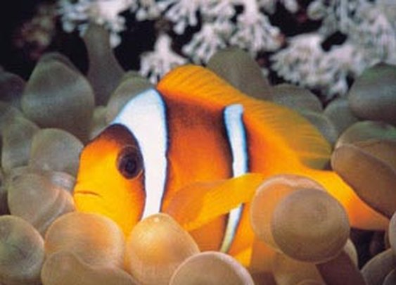 London Aquarium - Things to do in London this weekend