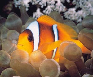 London Aquarium - Things to do in London this weekend