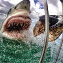 Stunning great white shark image 'just luck'